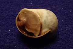 Notocochlis chemnitzii