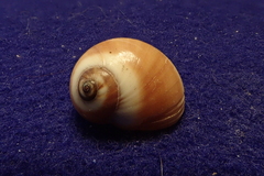 Natica fasciata