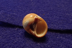 Natica fasciata