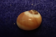 Natica fasciata