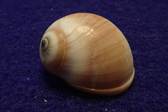 Natica fasciata