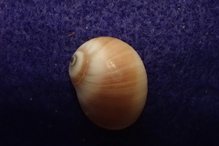 Natica fasciata