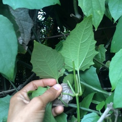 Thunbergia grandiflora