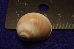 Natica fasciata