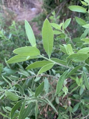 Pluchea bojeri