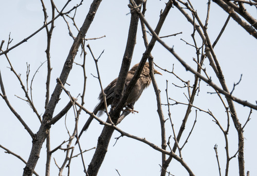 Pere David's Laughingthrush