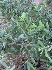 Pluchea bojeri