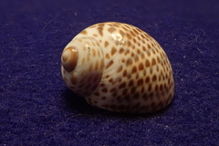 Paratectonatica tigrina