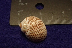 Paratectonatica tigrina