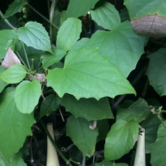 Thunbergia grandiflora