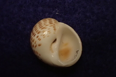 Paratectonatica tigrina