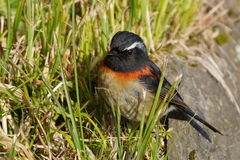 Collared Bush Robin photo 4