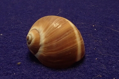 Natica vitellus