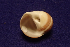 Natica vitellus