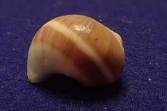 Natica vitellus