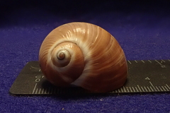 Natica vitellus