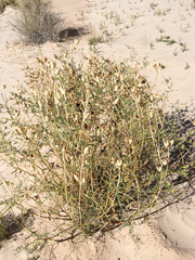 Astragalus praelongus