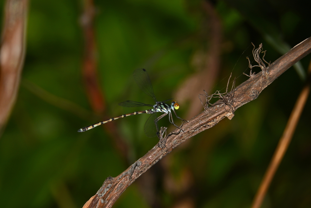 Podolestes pandanus