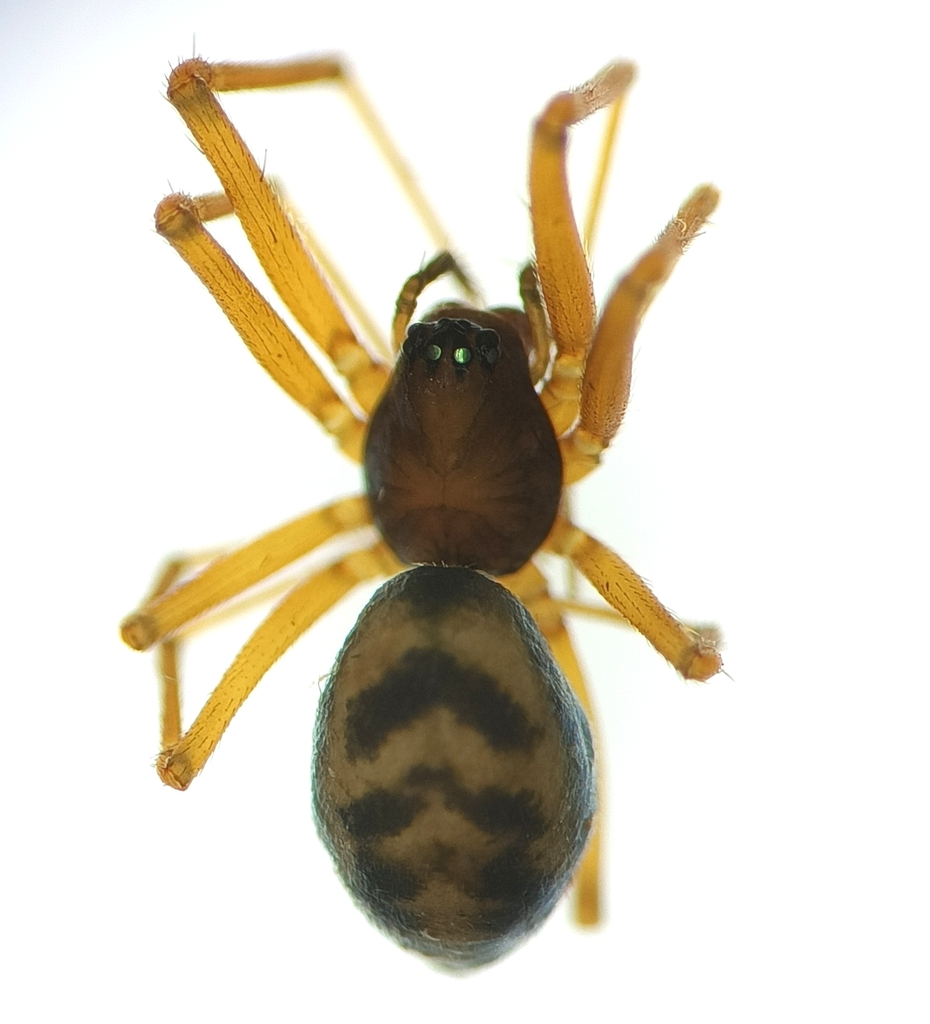 Bathyphantes nigrinus
