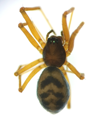 Bathyphantes nigrinus