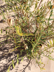 Astragalus praelongus