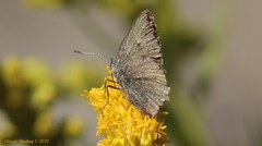 Callophrys augustinus