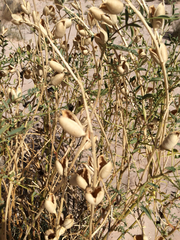 Astragalus praelongus
