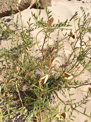 Astragalus praelongus