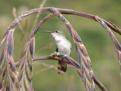Elliotomyia chionogaster