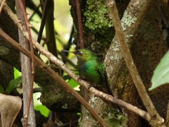 Heliangelus viola