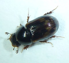 Aphodius