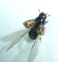 Aphodius