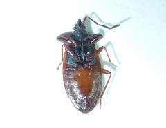 Gastrodes pacificus