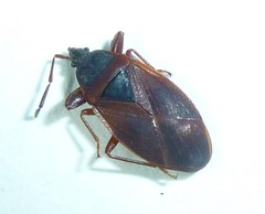 Gastrodes pacificus