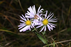 Symphyotrichum spathulatum