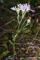 Symphyotrichum spathulatum