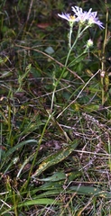 Symphyotrichum spathulatum