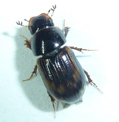 Aphodius
