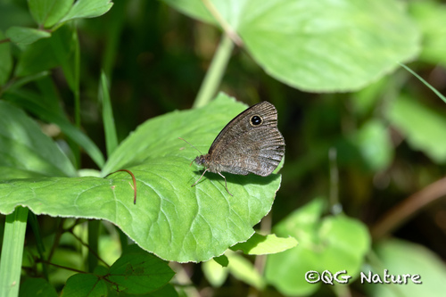 Ypthima microphthalma