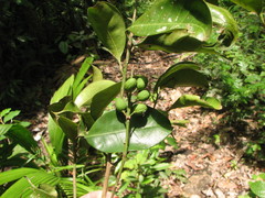 Drypetes lateriflora