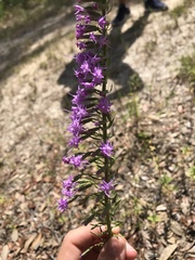 Liatris pauciflora secunda
