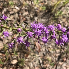 Liatris pauciflora secunda