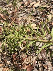 Liatris pauciflora secunda