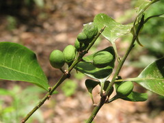 Drypetes lateriflora