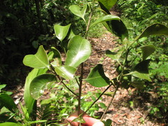 Drypetes lateriflora