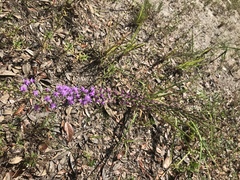 Liatris pauciflora secunda