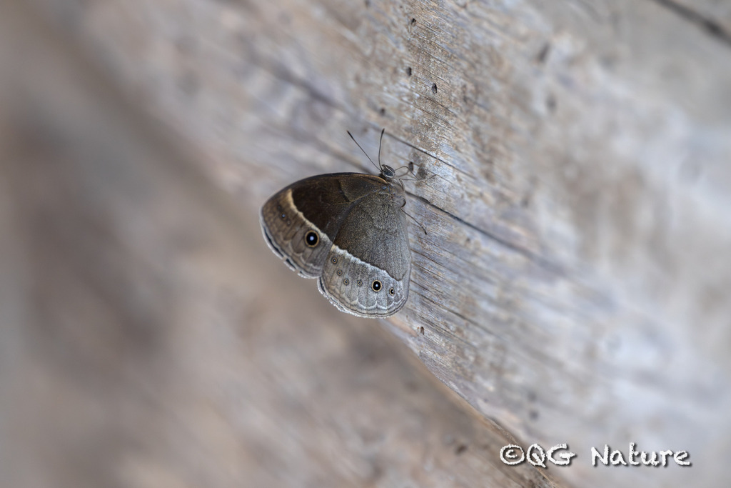 Wood Mason's Bushbrown