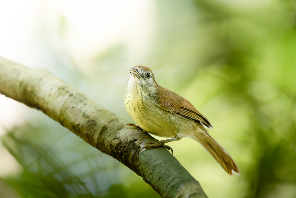 Gray-faced Tit-Babbler photo