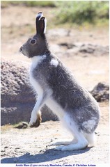 Lepus arcticus