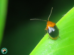 Luperodes apicalis